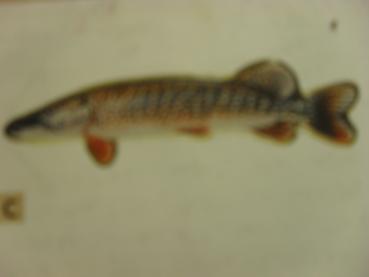 Fisch-Anstecknadel Hecht